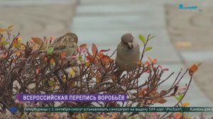 Всероссийская перепись воробьёв