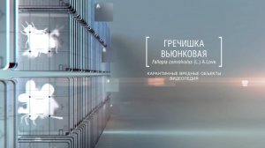 Гречишка вьюнковая Fallopia convolvulus