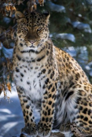 Я играю в Minecraft