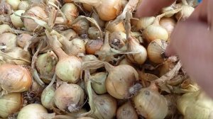 Урожай лука.