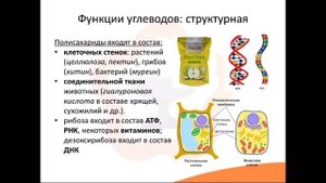 7. Сложные углеводы