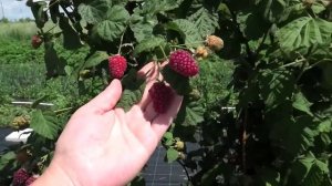 УТРО ИНГУШЕТИИ  290825