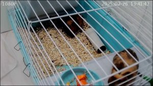 Морские свинки, домашние животные