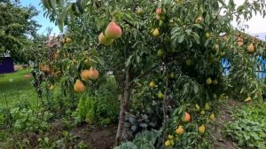 Груши для средней полосы