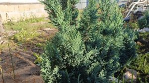 Кипарисовик