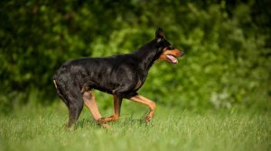 Первое в России уголовное дело за самовыгул собаки завели в Мурманской области