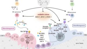Влияние мелатонина на ремоделирование костей и его регуляцию остеокластами и остеобластами. Рис. 1
