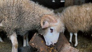 13146279_3840_2160_30fps