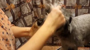 Стрижка, тримминг, клеймение собак