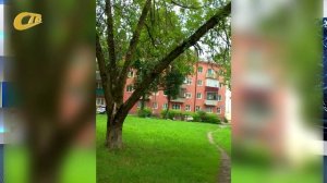 ЖИТЕЛЬНИЦА ЖЕЛЕЗНОГОРСКА ПОЖАЛОВАЛАСЬ НА НАКРЕНИВШЕЕСЯ НАД ТРОПИНКОЙ ДЕРЕВО