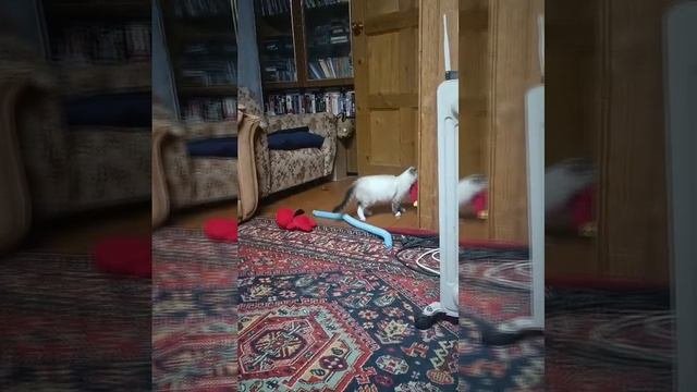 ХагиВаги и кот