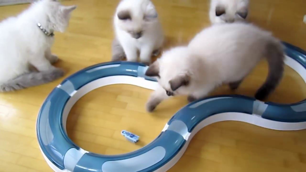 Hexbug Nano for Cats