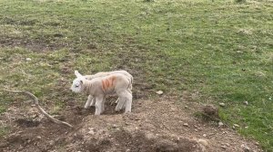 13465241_1920_1080_30fps