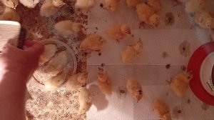 Перепелята на 28.08.25