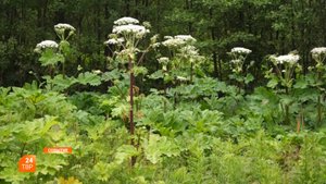 Борьба с борщевиком