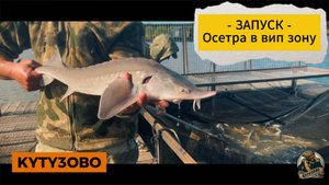 Запуск осетра 28.08