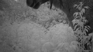 Ленинградская область Лоси.