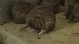 Крысы против людей