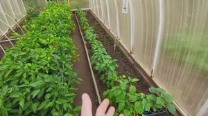 Целый день в домашних хлопотах Заготовки продолжаются