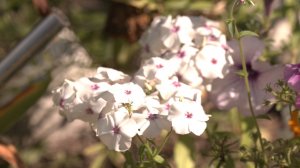 Какая погода будет в Кургане в День города?