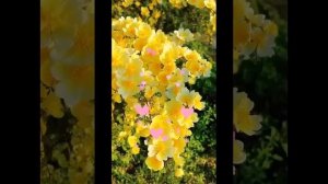 Доброго вечера. Мне бы ветром стать.