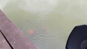 Лини причмокивают-2