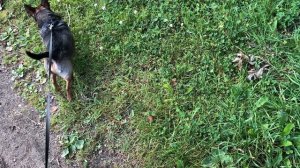 Прогулка после завтрака