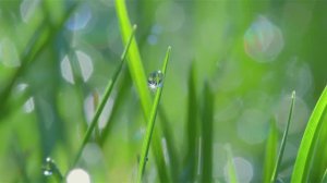 Релакс Утренняя Роса, Прекрасная Природа Расслабление И Умиротворение!!!!!!!!