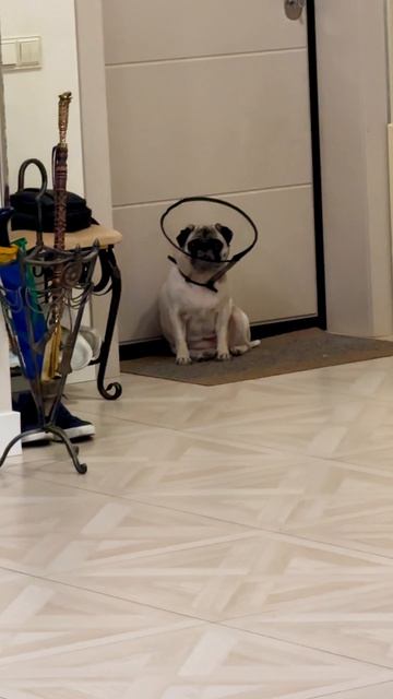 Мопс Милка))) смотреть онлайн