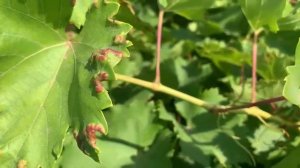 Виноградный войлочный клещ: Глубокая диагностика и современные стратегии контроля для профессионала.