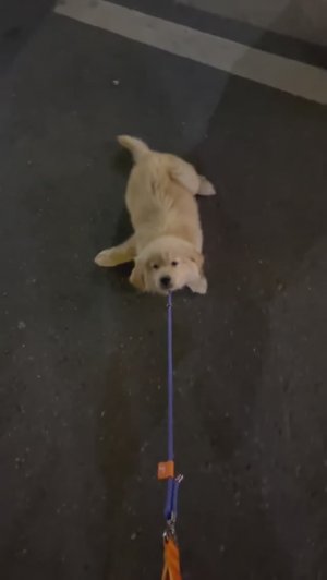 СМЕШНЫЕ ВИДЕО 🙂