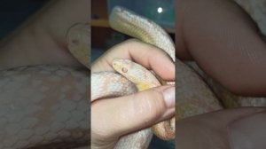 Красотка Карамелька. 🥰 27 августа 2025 г.