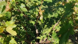 Нимфа и Алиготе. 28.08.25. Воронеж.