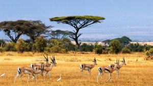 Enigma ft Akon - Rade it( Imazee Imran Asdee Mix)