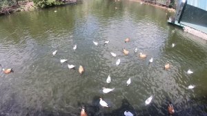 2024 06 05. Зоопарк. Москва.