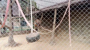 Зоопарк планета обезьян. Гамадрилы.