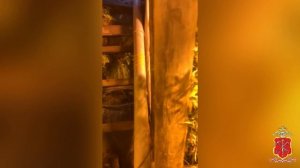 В лесу у деревни Сюрья Ленобласти полиция обнаружила землянку, где выращивалась конопля
