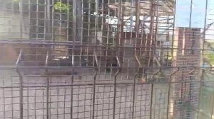 Немного о стройке около Шерхана. Игрушки для хищников. Видео от опекуна Светланы 28.08.2025