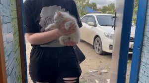 Ваши питомцы не вернутся домой... | Обзор из приюта для животных