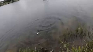 Рыбалка, форель.