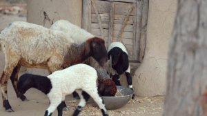 20523327-uhd_3840_2160_25fps