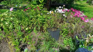 Обзор клумбы и пересадка лилий