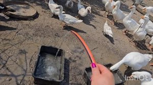 28.98.2025..влог..компот из кизила, чуть не забыла про него