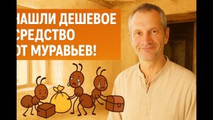 Нашли дешёвое средство от муравьёв в доме (Грузия)