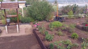 Огородные дела и мои помощники👋😃