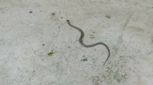 Уж приполз в гости.  Отвезли ужа на пруд.