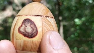 Шкатулка на сосне с яблоками. Август 2025