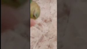 эх эти мячики