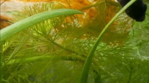 Аквариумистика: Петушки (betta splenders) в естественной среде, размножение.