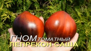 Томатный гном ЛЕПРЕКОН САША (Dwarf Leprechaun Sasha). Обзор сортов ТОМАТОВ!